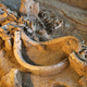 Mammoth remains at Waco National Monument. Image: Larry D. Moore CC BY-SA 3.0